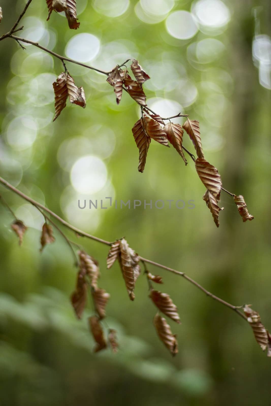 Dead leaves on branches with green forest out of focus in the background