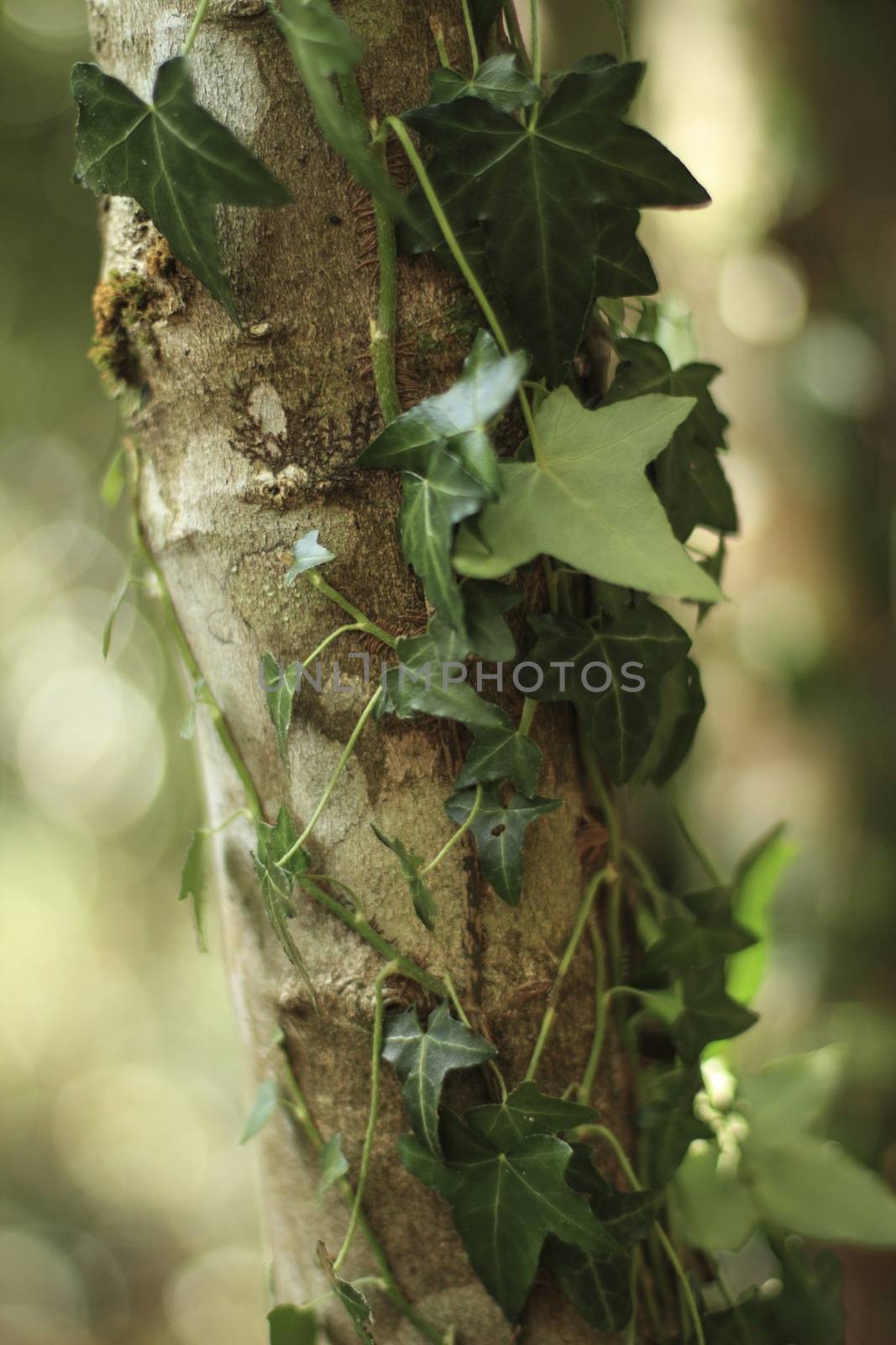Ivy on a tree trunk by MC2000