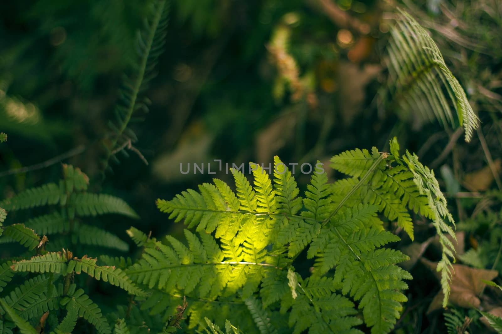 Close up of fern plants that has sun shining through part of leafs