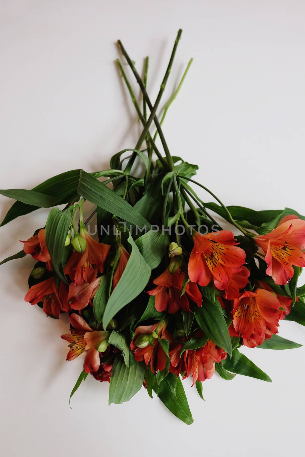 Peruvian lilies by mmm