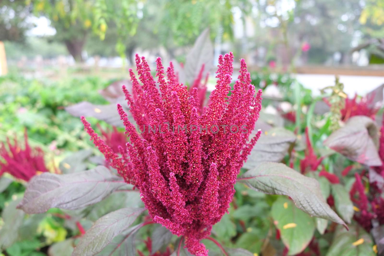 Astilbe by mmm