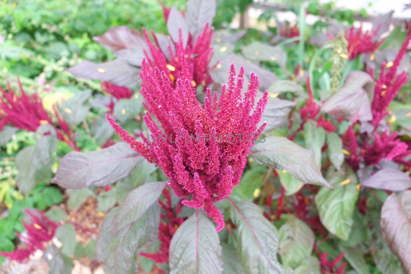 Bright pink astilbe flowers in full bloom on the plant in nature