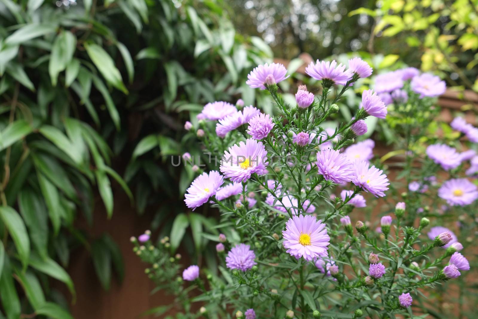 Asters by mmm
