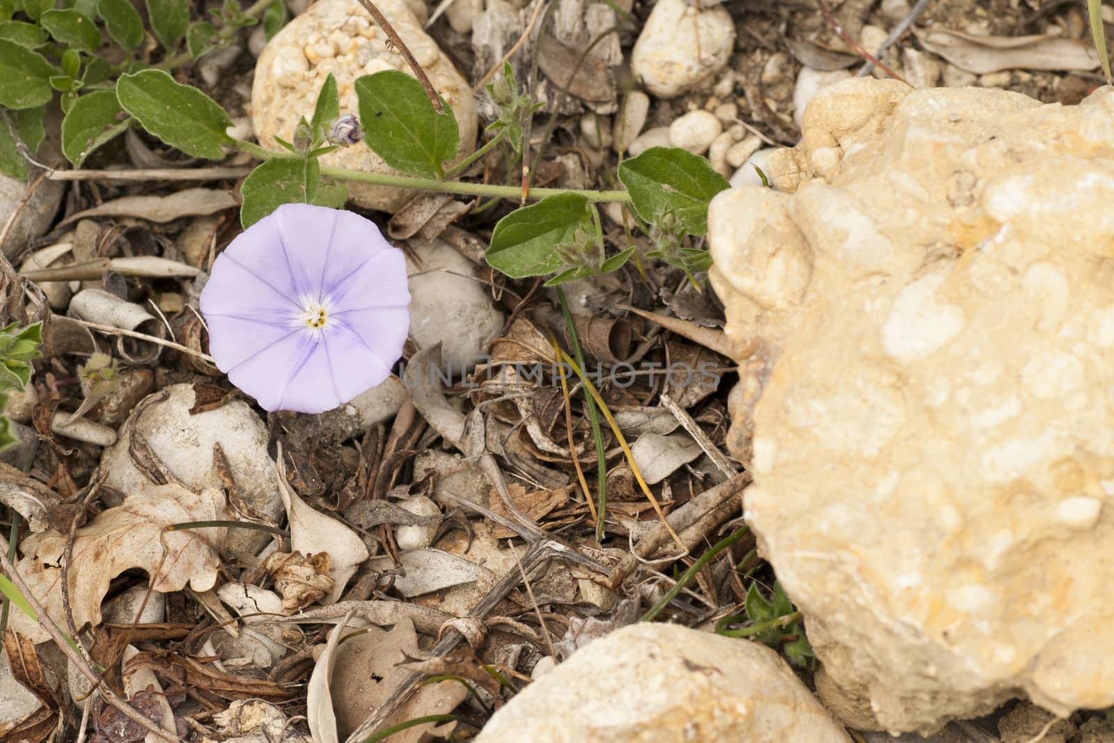 small purple flower in the country during a sunny day