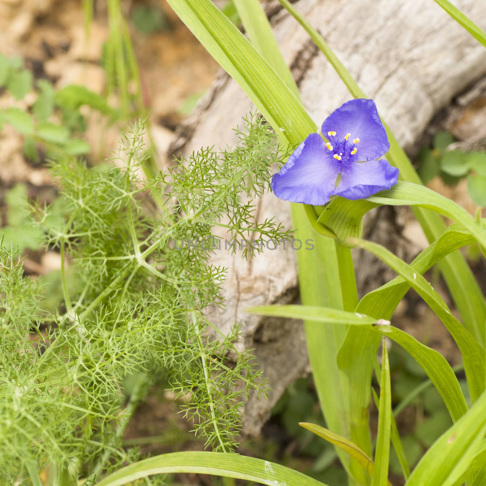 small purple flower in the country during a sunny day