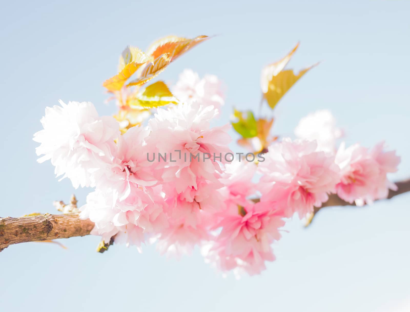 Japanese pink cherry blossoms, blooming on tree towards light blue sky
