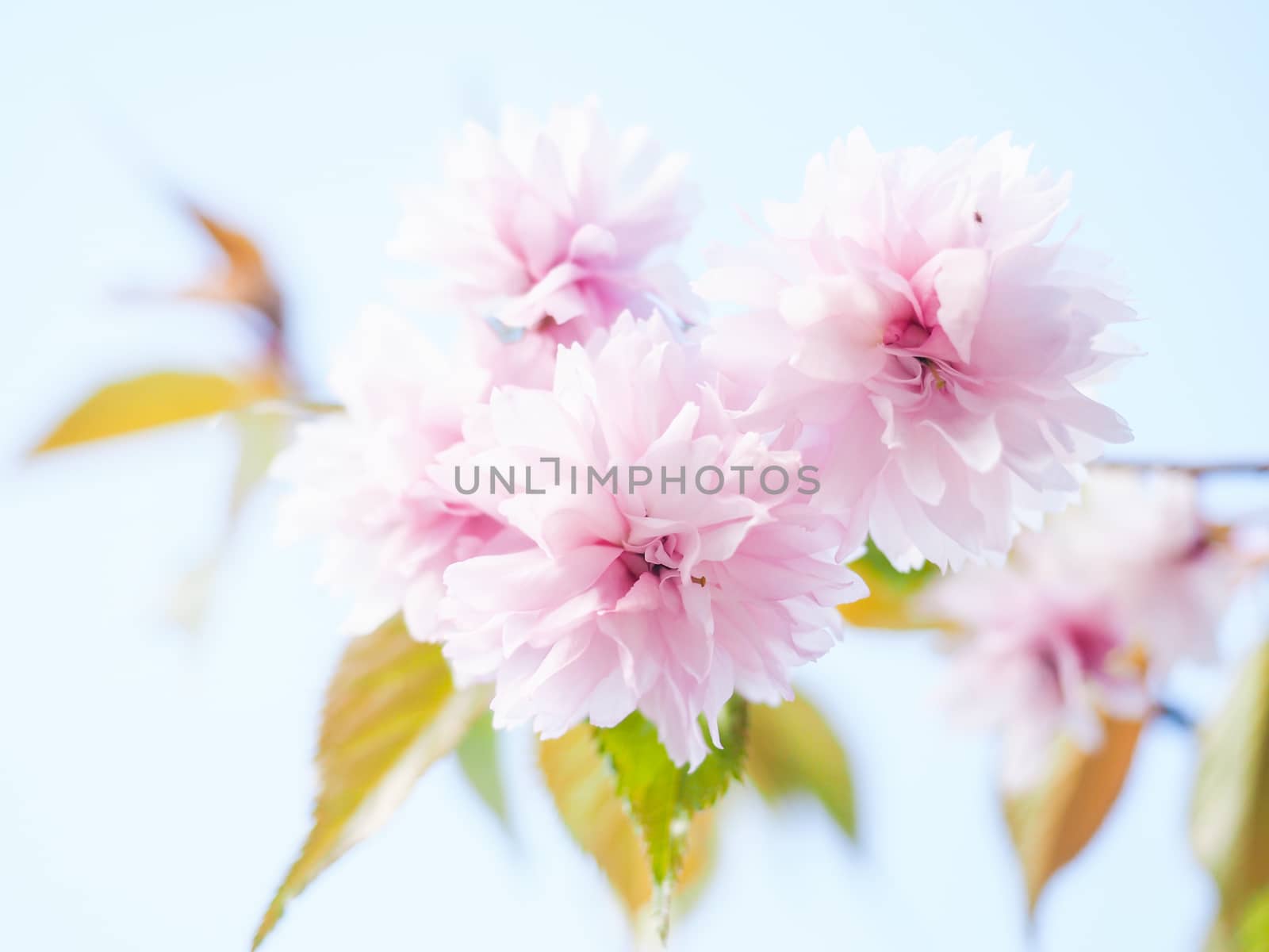 Japanese pink cherry blossoms, blooming on tree towards light bl by Arvebettum