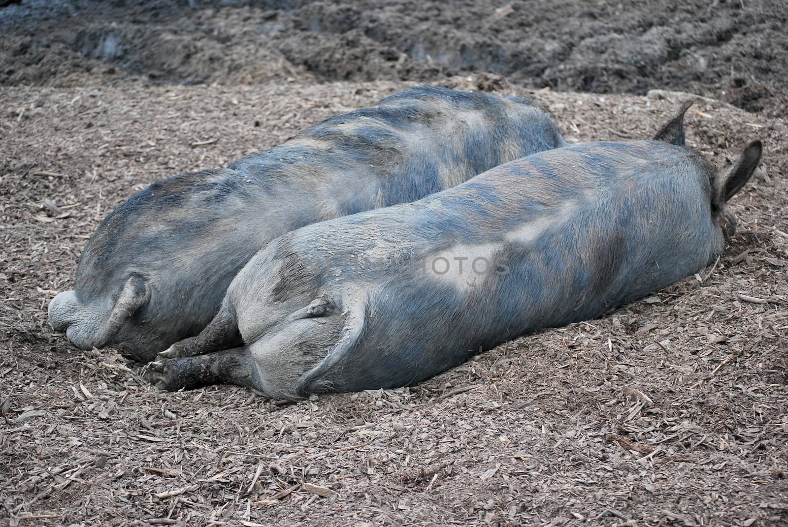 Hogs sleeping. by oscarcwilliams