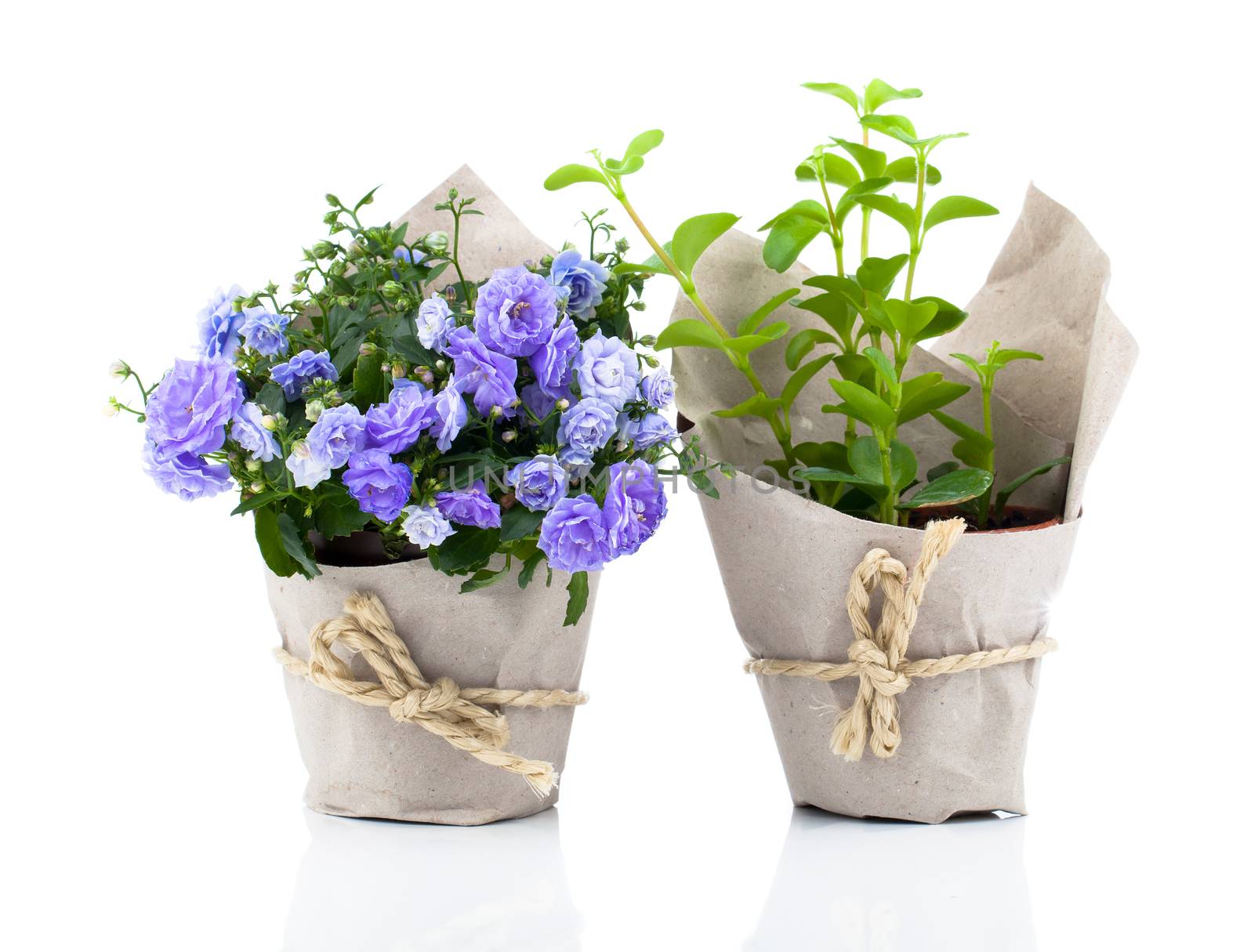 blue Campanula terry flowers in paper packaging, isolated on whi by motorolka