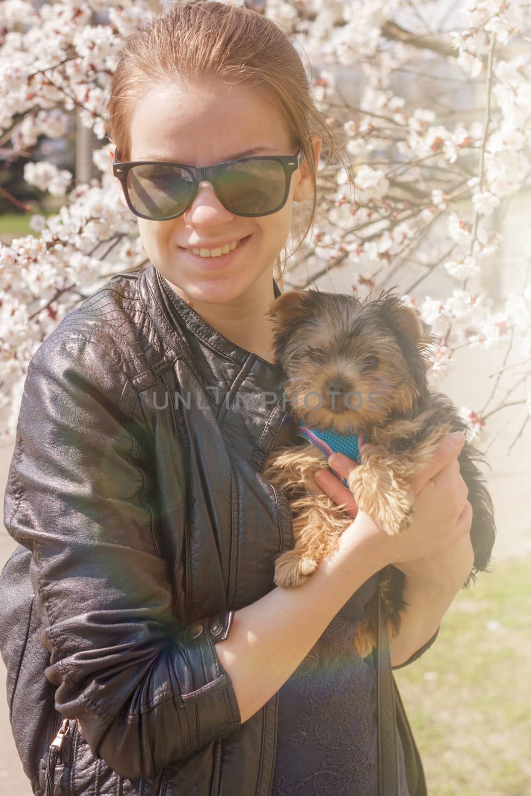 Yorkshire terrier puppy in the hands of the girl. In the spring blooming garden
