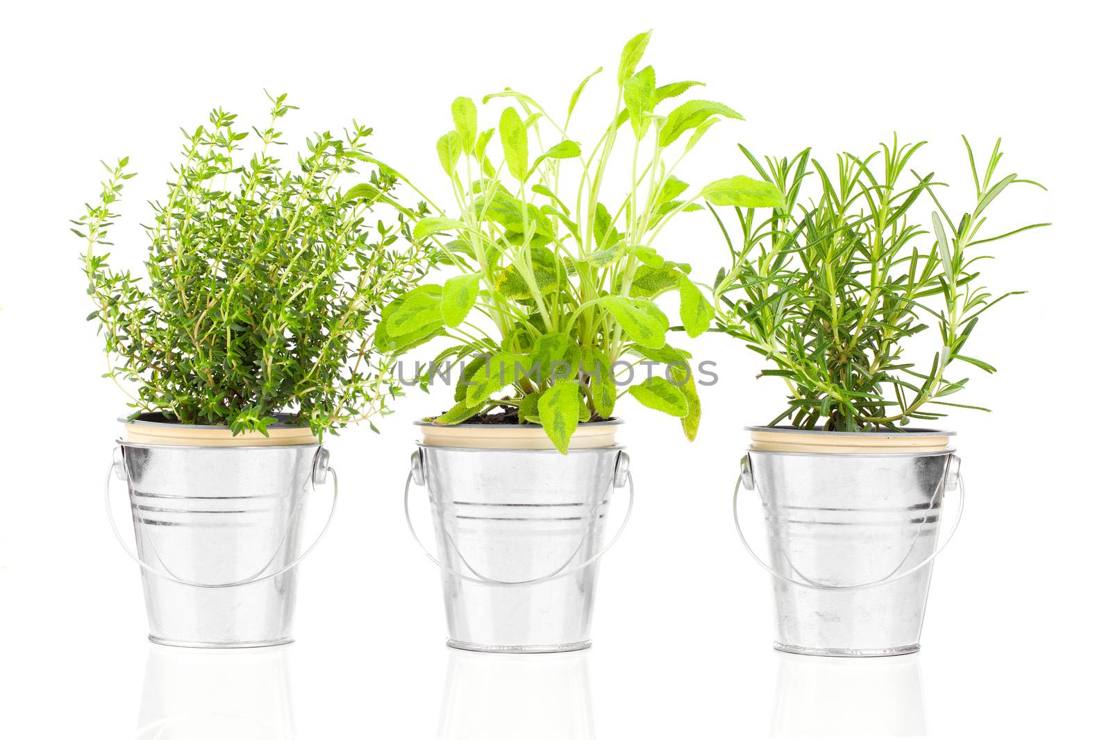 Sage, thyme and rosemary herb plant growing in a distressed pewter pot, isolated over white background. Salvia.