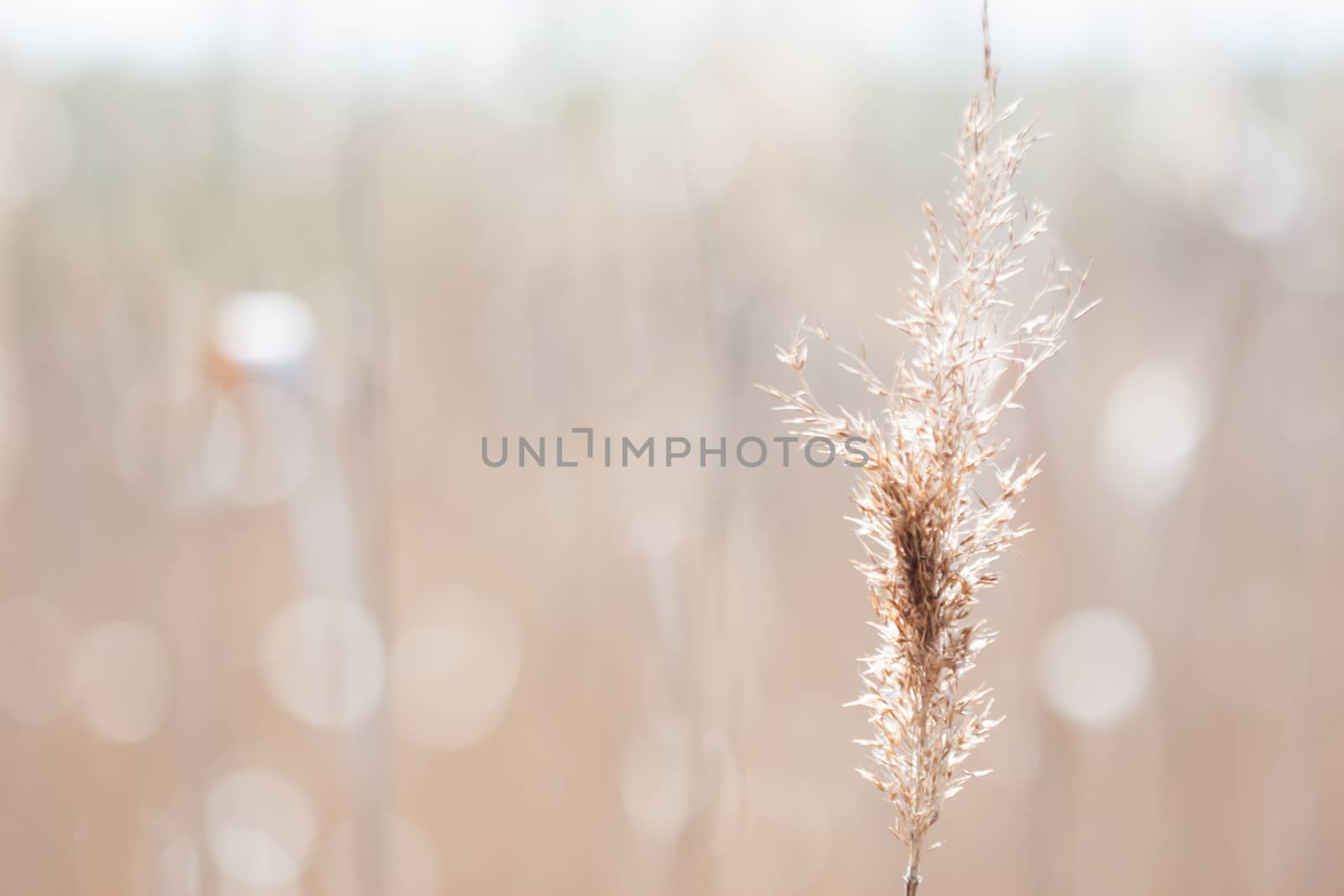 many blurred spikelets can be used as background