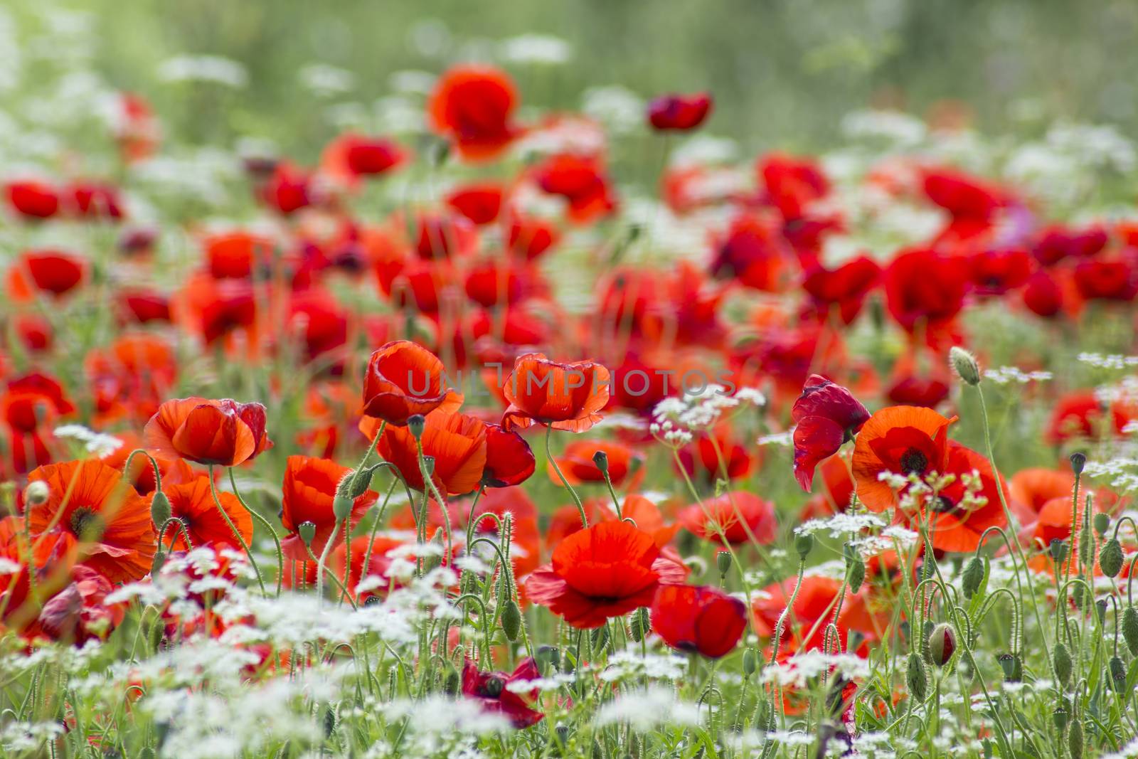 red poppies, Tuscany, Italy