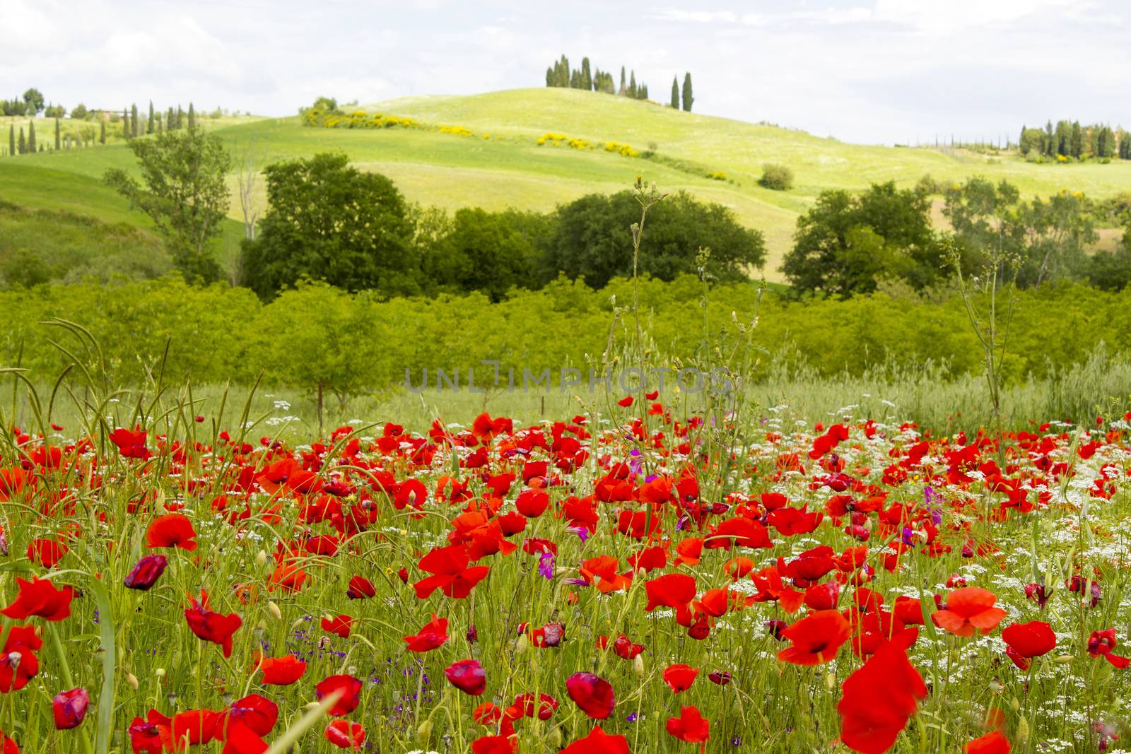 spring in Tuscany, landscape with poppies