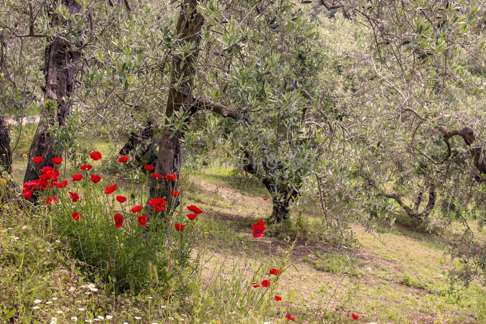 olive trees in Tuscany, Italy