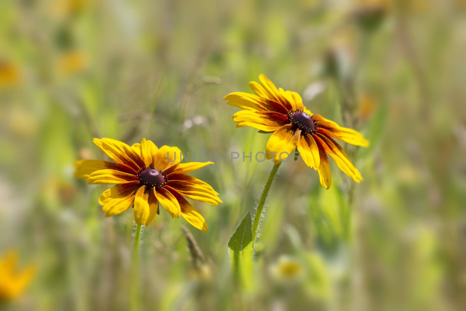 rudbeckia flowers by miradrozdowski