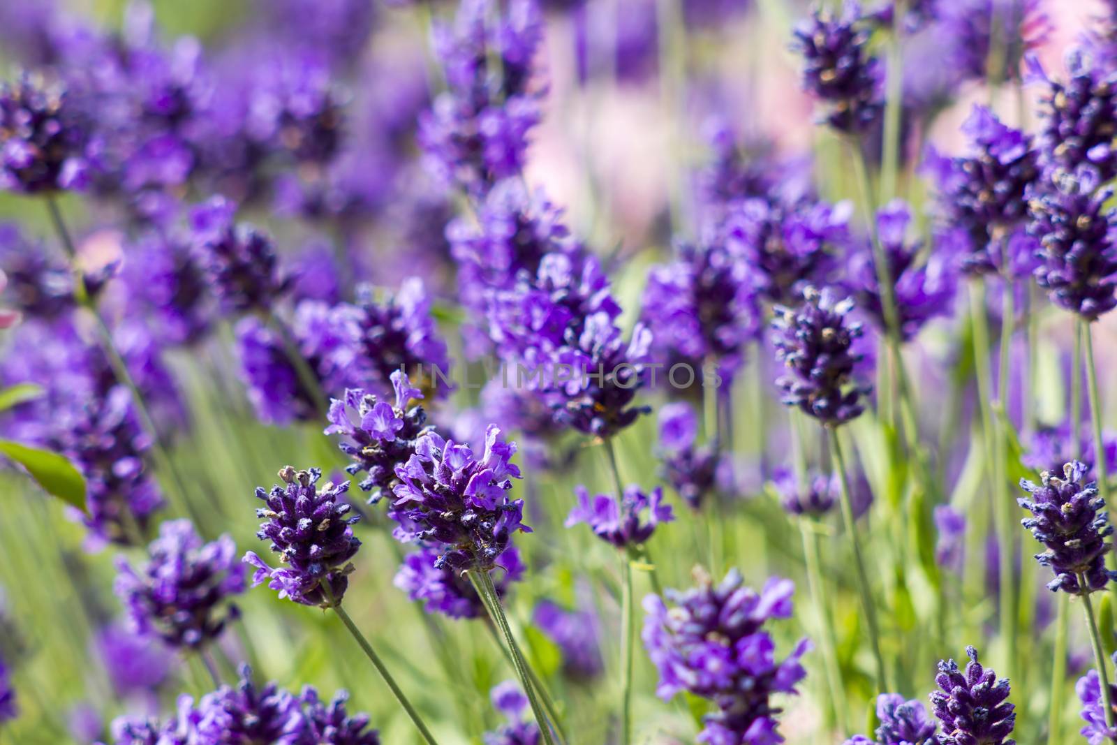 lavender flowers by miradrozdowski