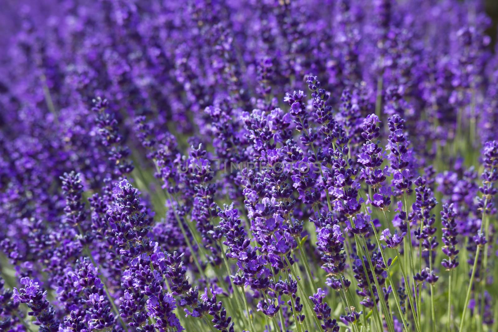 lavender flowers