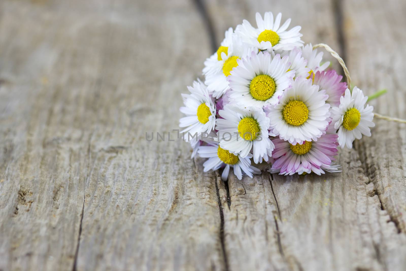 daisies on old wooden background