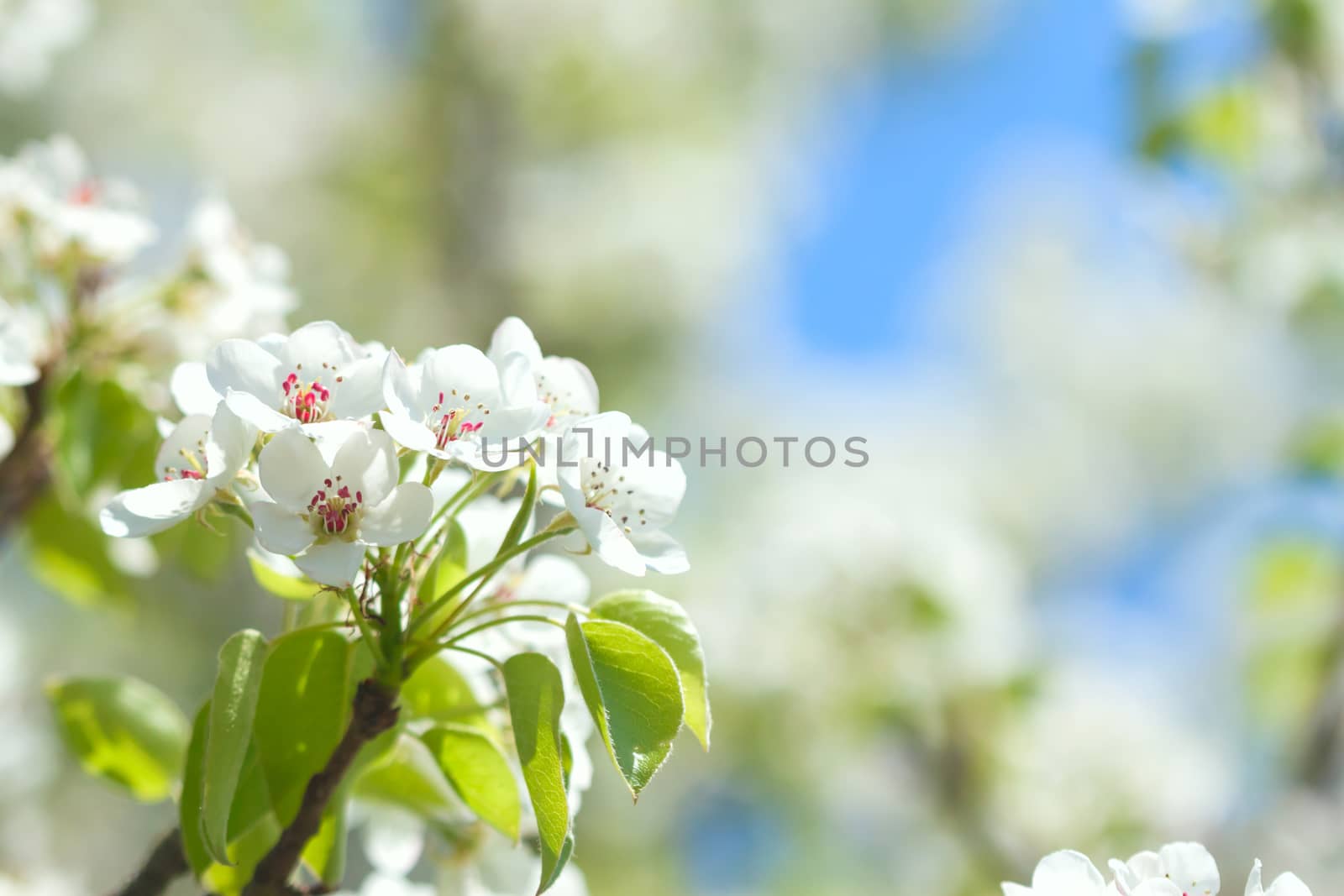 first white cherry flowers and green leaves