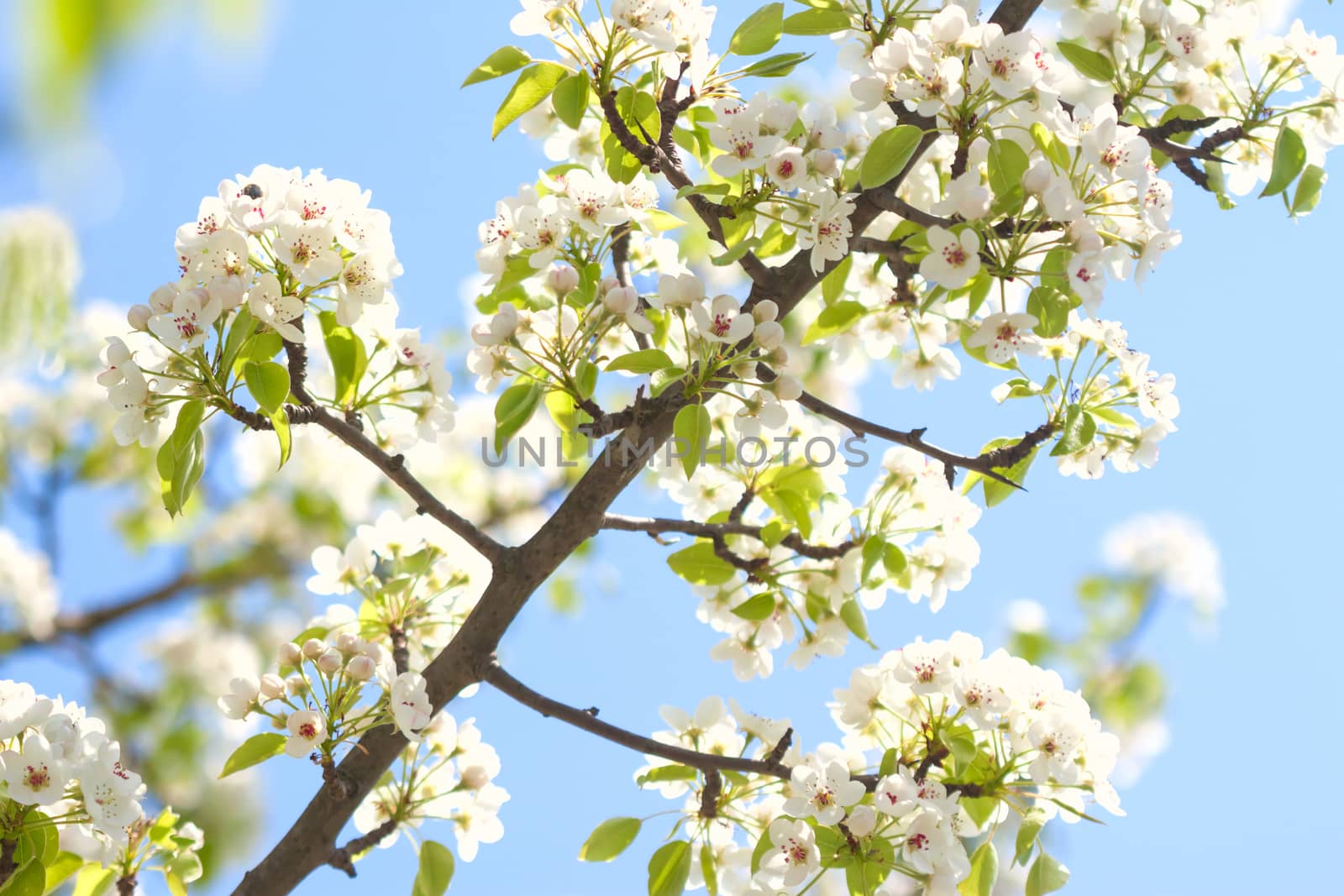 first white apple flowers and green leaves