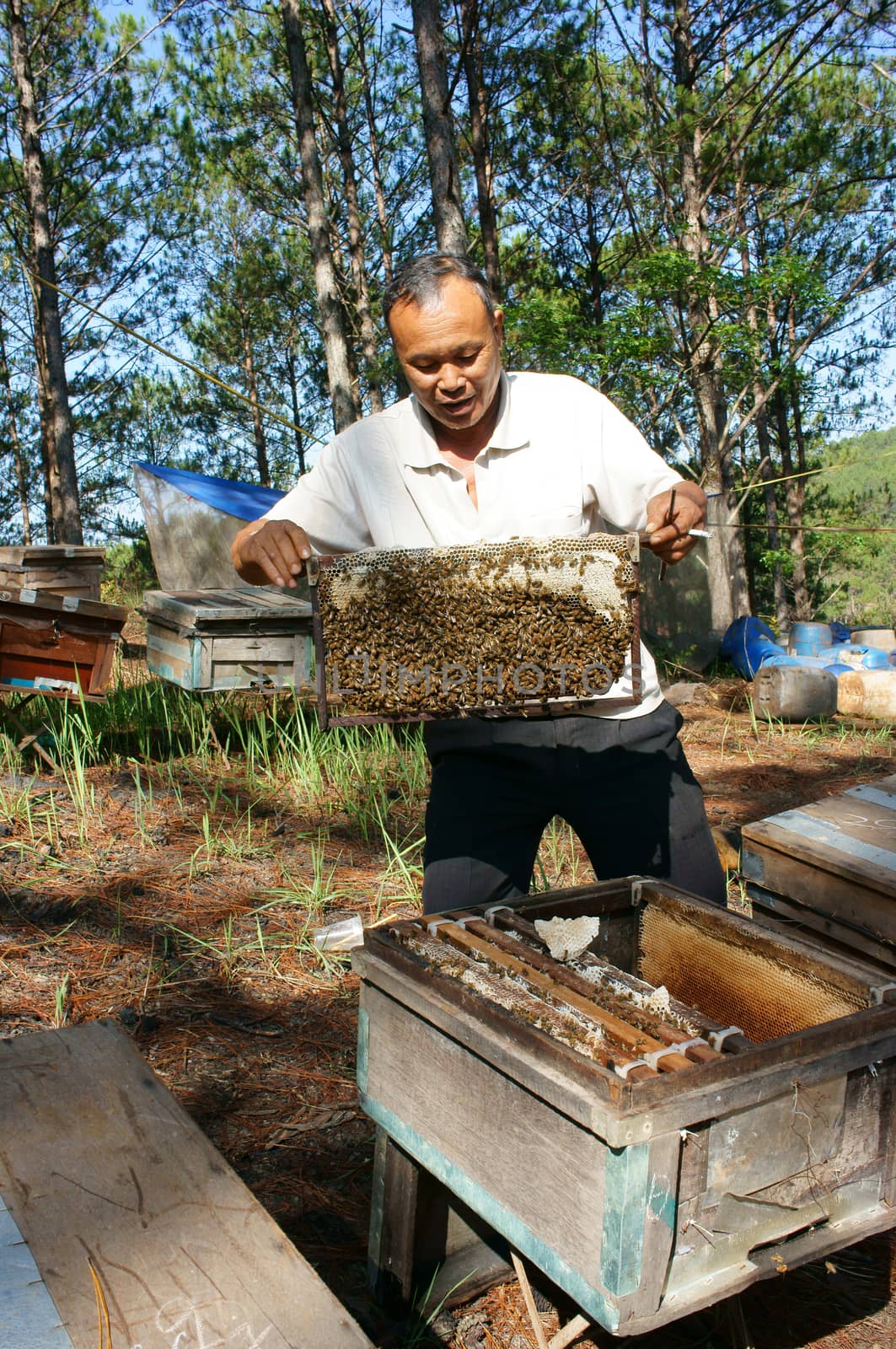 DA LAT, VIET NAM- MAY 3: Asia farmer with beekeeping, Vietnamese beekeeper take  beehive among jungle, honey is nutrition eating, bee working at bee nest in bee tank, Dalat, Vietnam, May 3, 2015