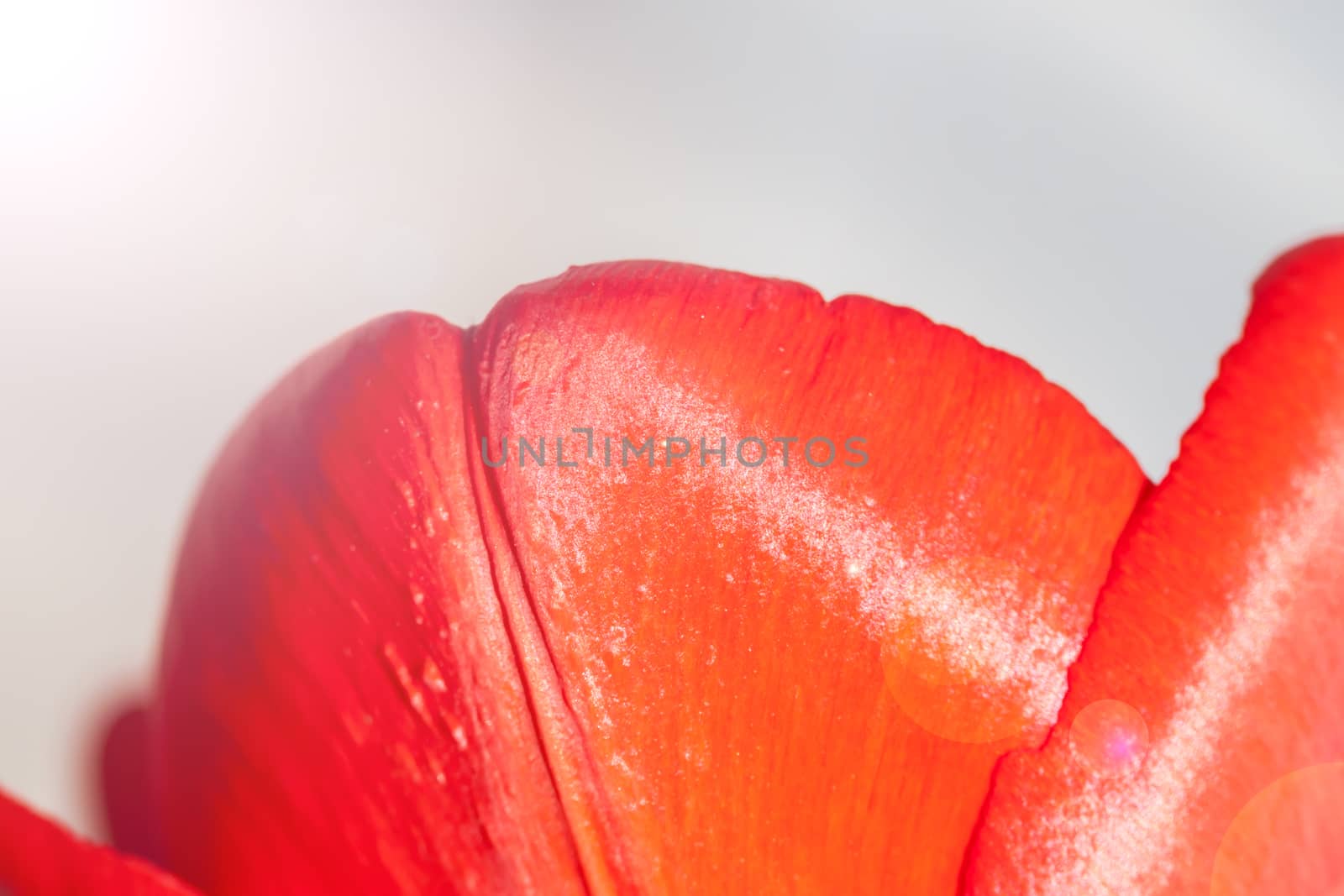 closeup of red tulip petals can be used as background