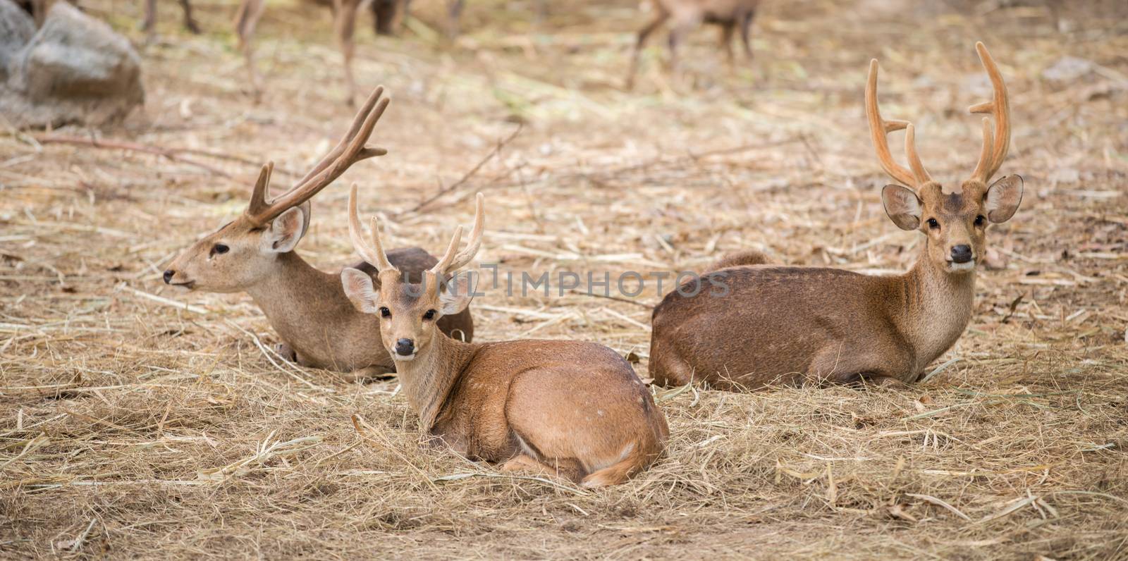 male hog deer by anankkml