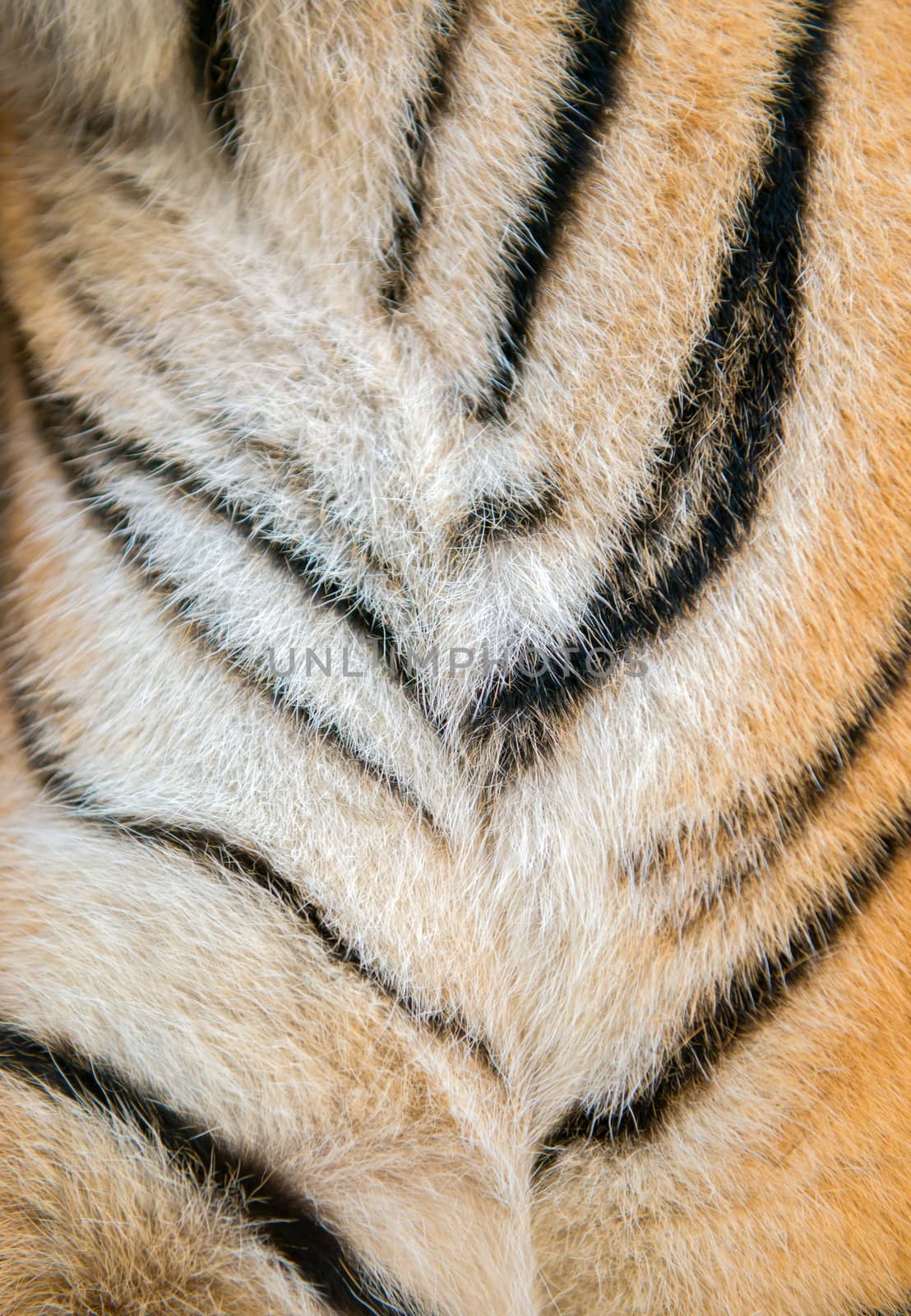 background textured of real bengal tiger fur