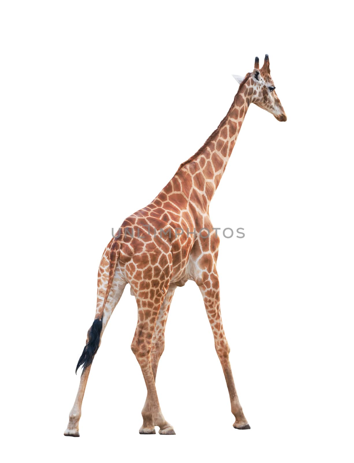 giraffe isolated on white background