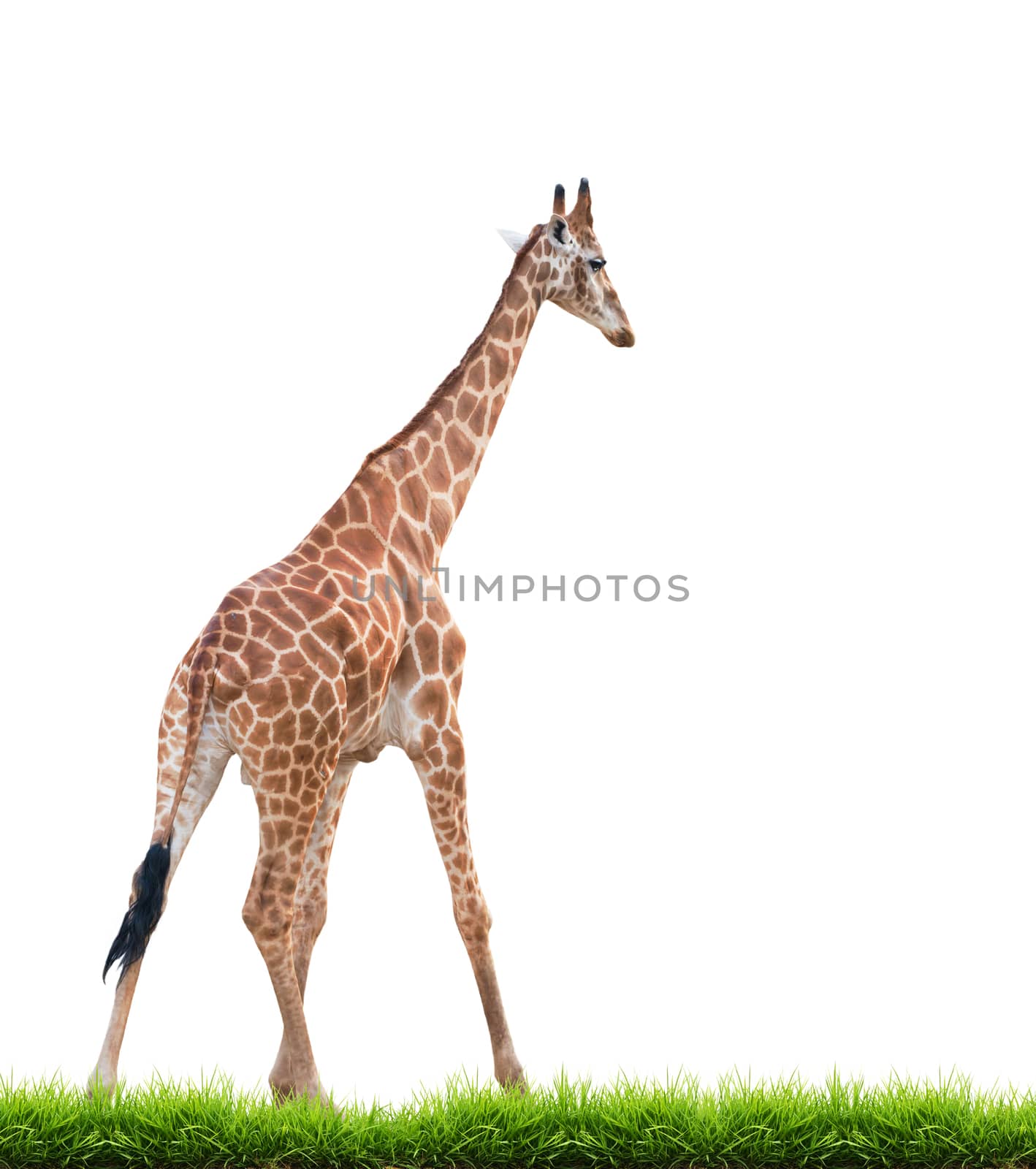 giraffe with green grass isolated on white background