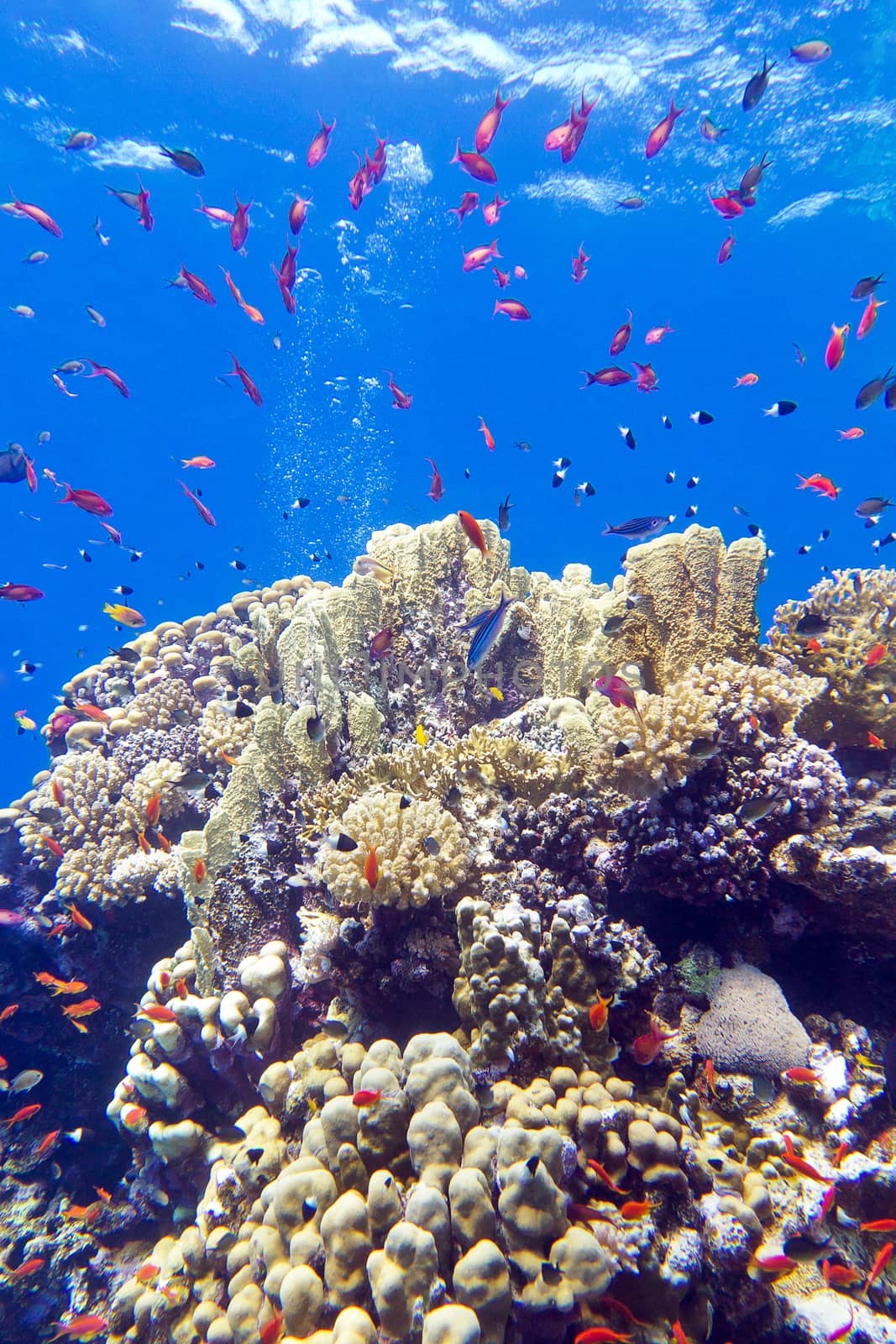 colorful coral reef with exotic fishes anthias at the bottom of tropical sea on blue water background