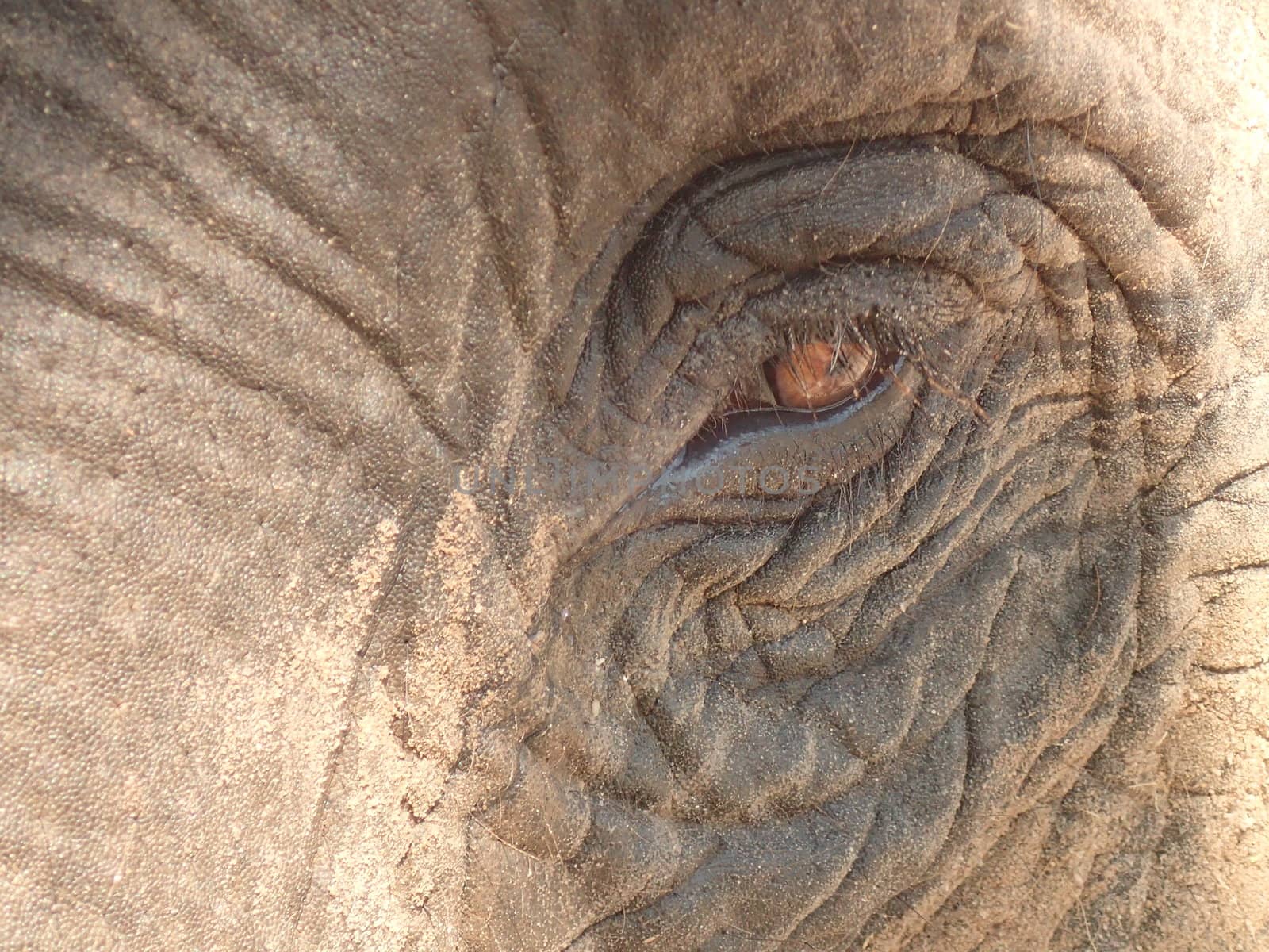 Elephant eye by the_jade_greene