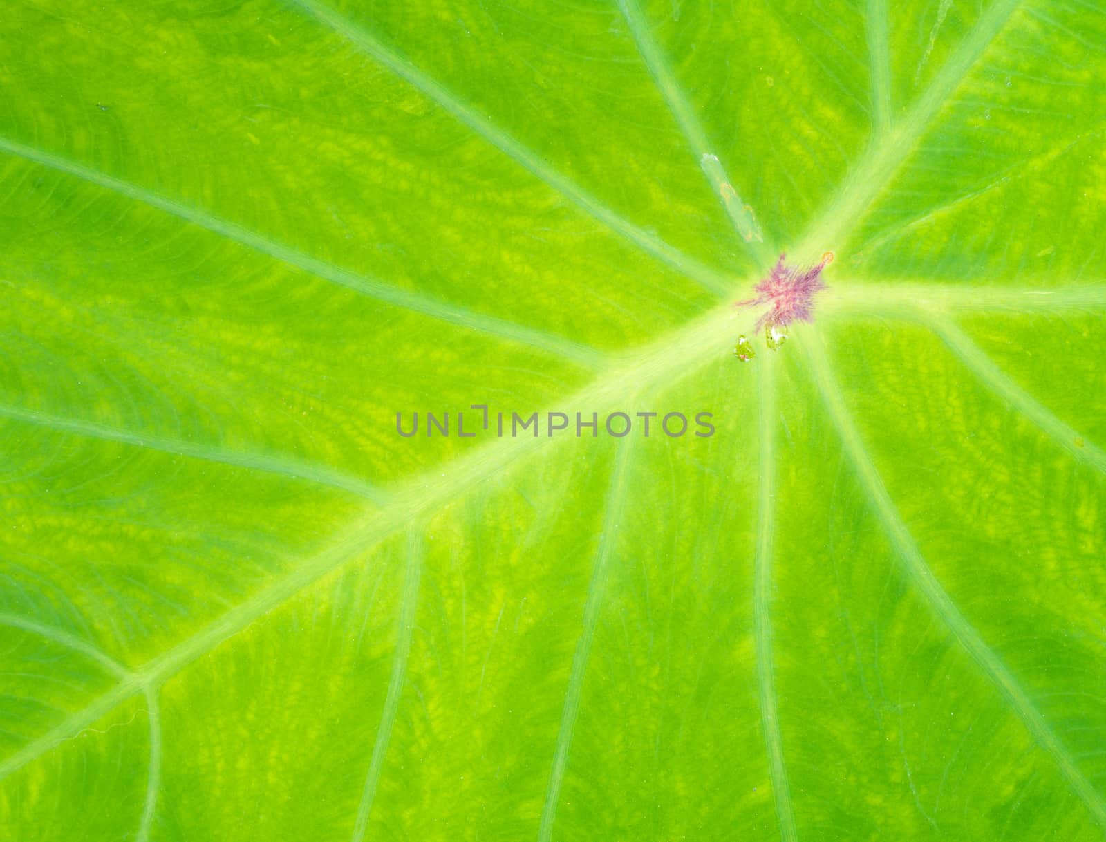 Closeup Green Lotus Leaf with a White Line