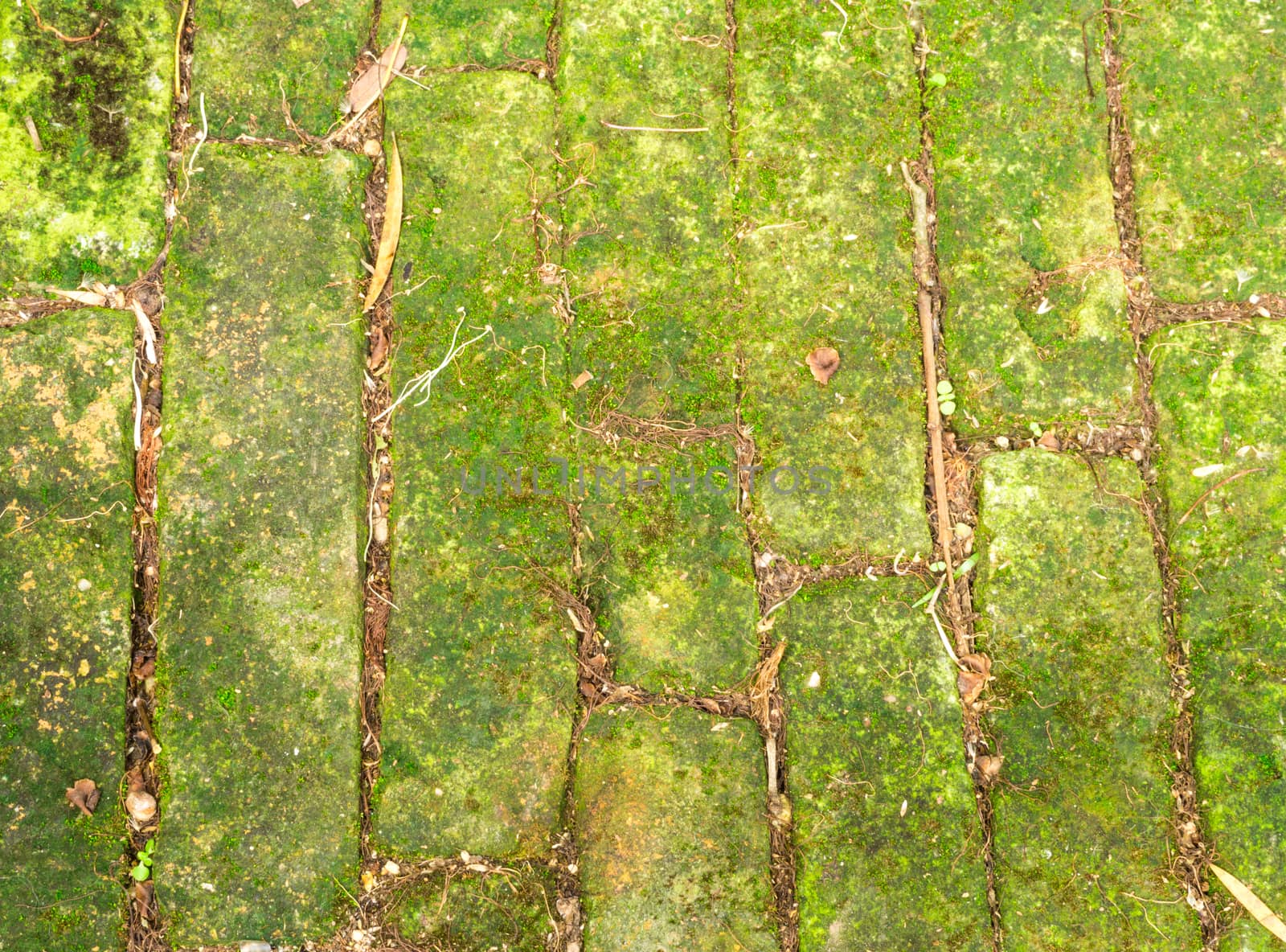 Green Moss Concrete Brick on a Floor in the Garden