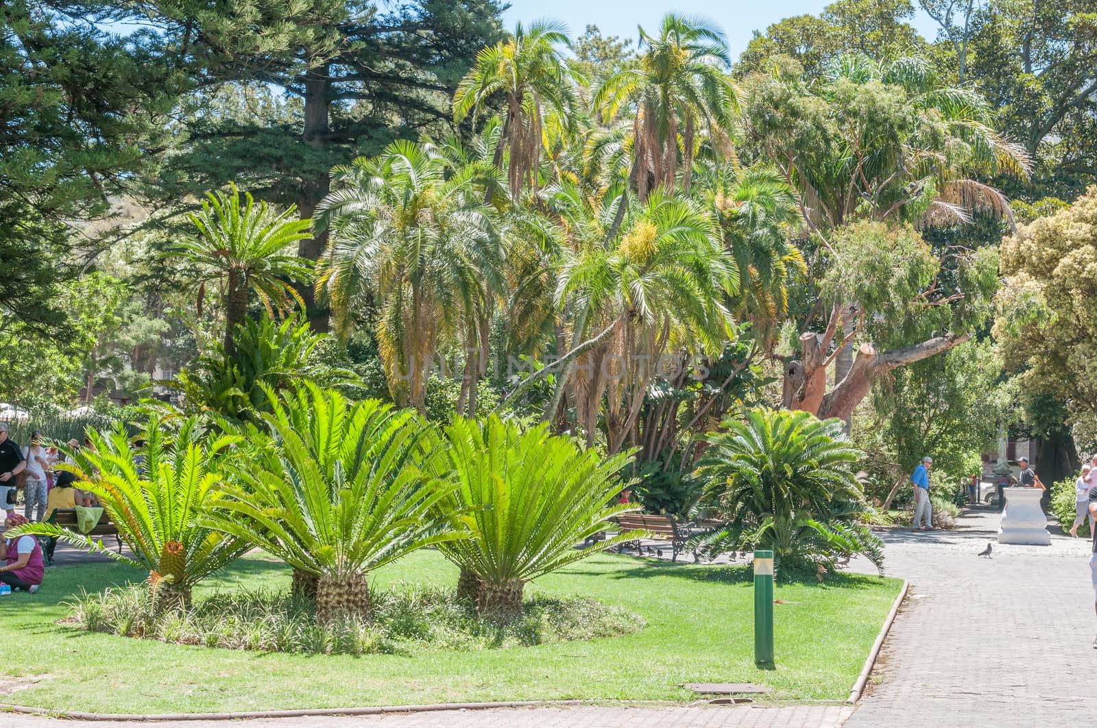 CAPE TOWN, SOUTH AFRICA - DECEMBER 18, 2014:  Cycads and palm trees in the Company Garden. The garden takes its name from the Dutch East India Company who first started the garden in 1652