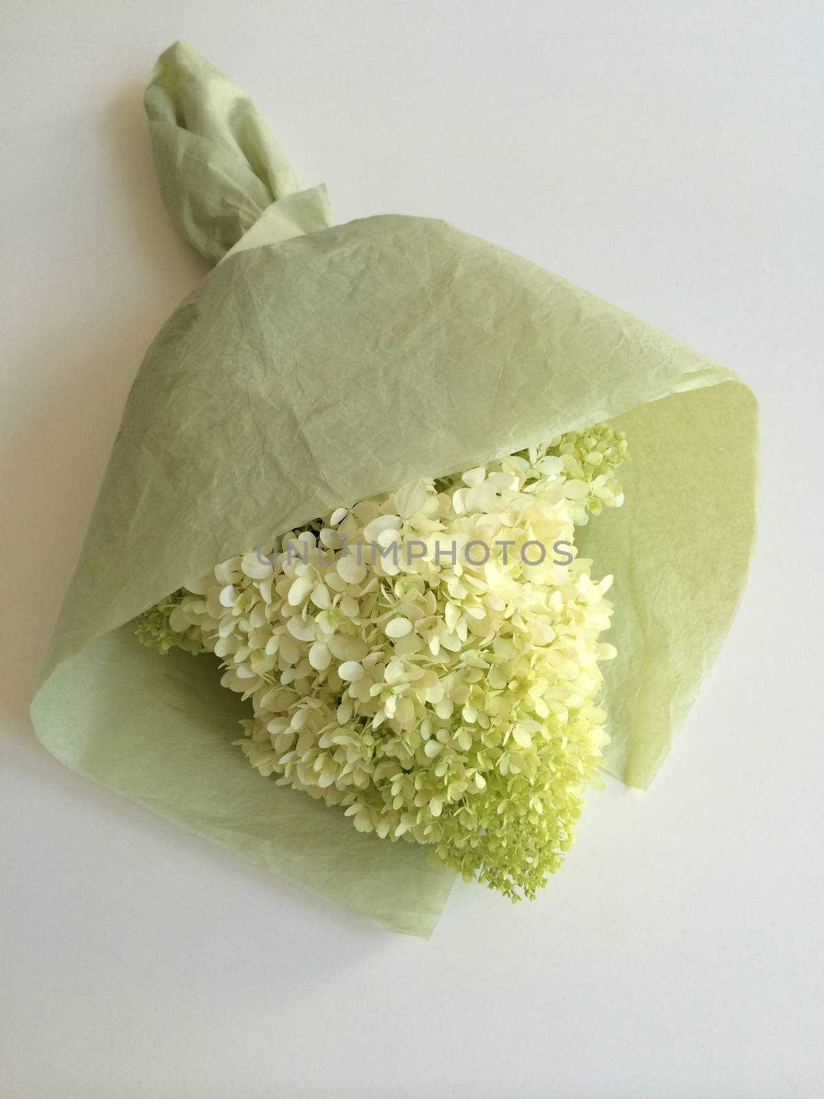 Green and yellow hydrangea flowers in a tissue paper wrappped bouquet