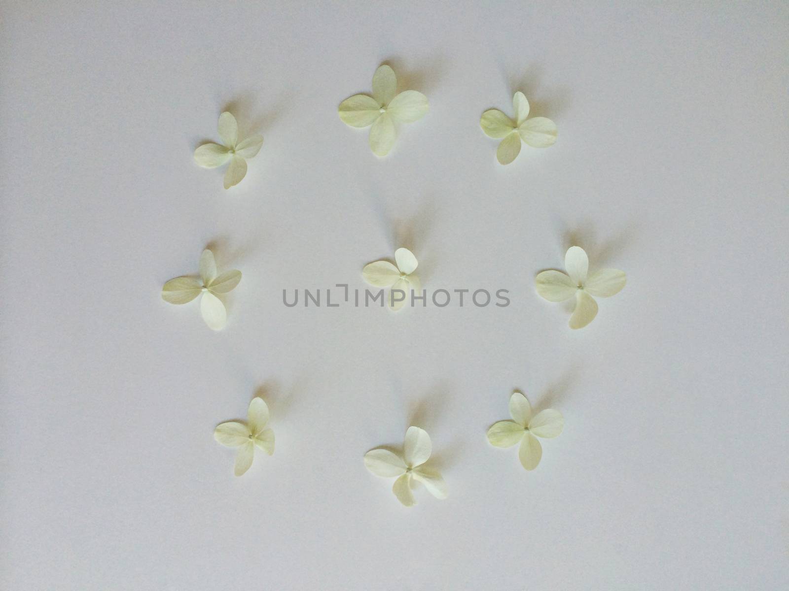 Nine white hydrangea flowers layed out in a circular pattern