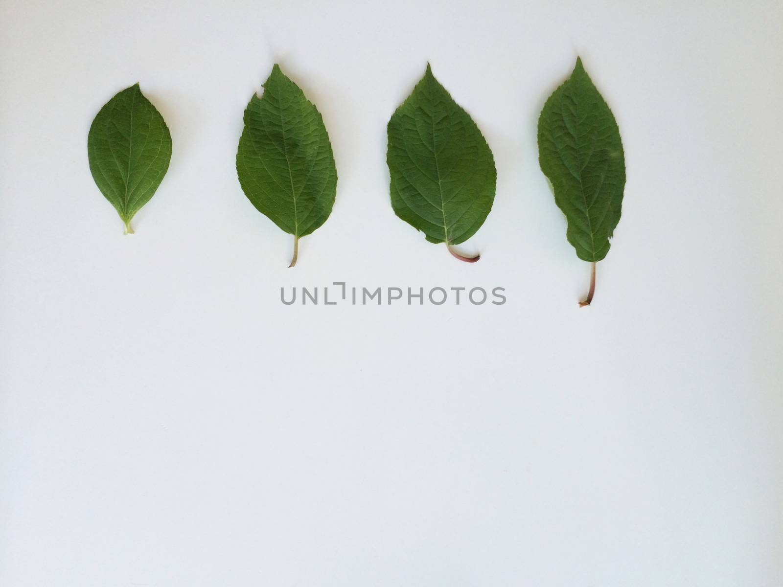 Four Green Leaves by mmm