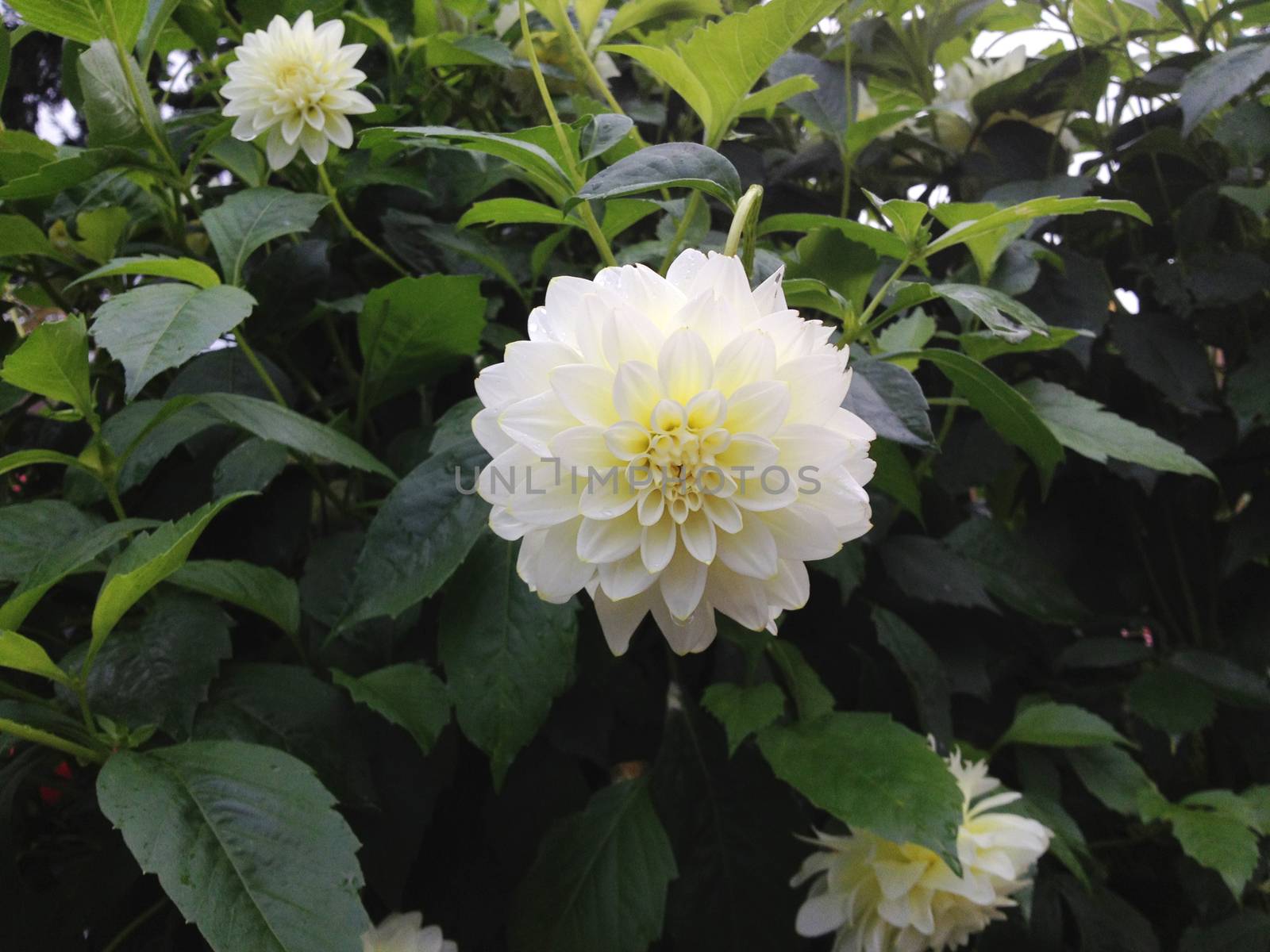 Perft white dahlias flowers in full bloom on the bush in nature
