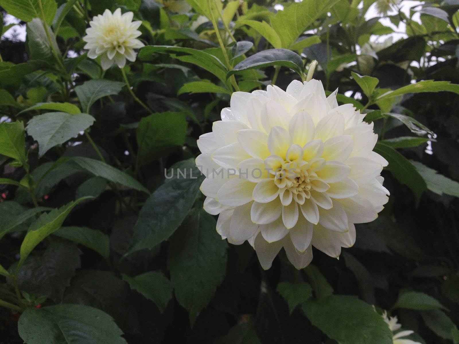 Perft white dahlias flowers in full bloom on the bush in nature