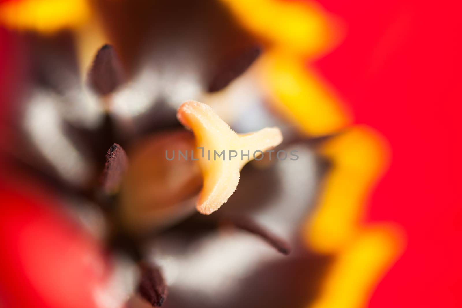 closeup of red tulip petals and stamens