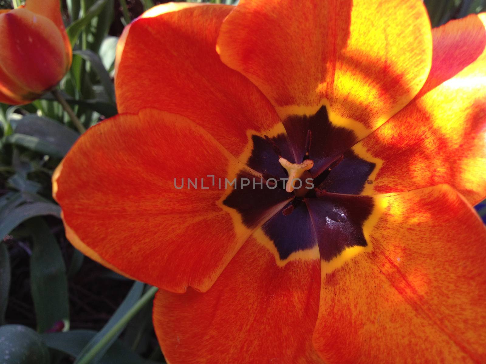 Orange and yellow tulip fully opened revealing a dark brownish center 
