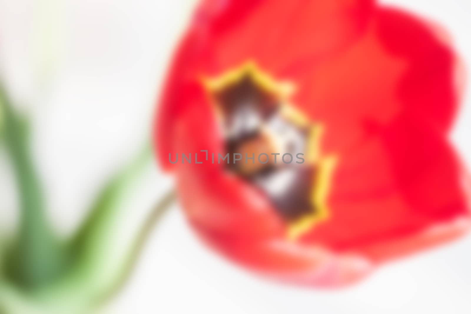 blurred red tulip background by Chechotkin