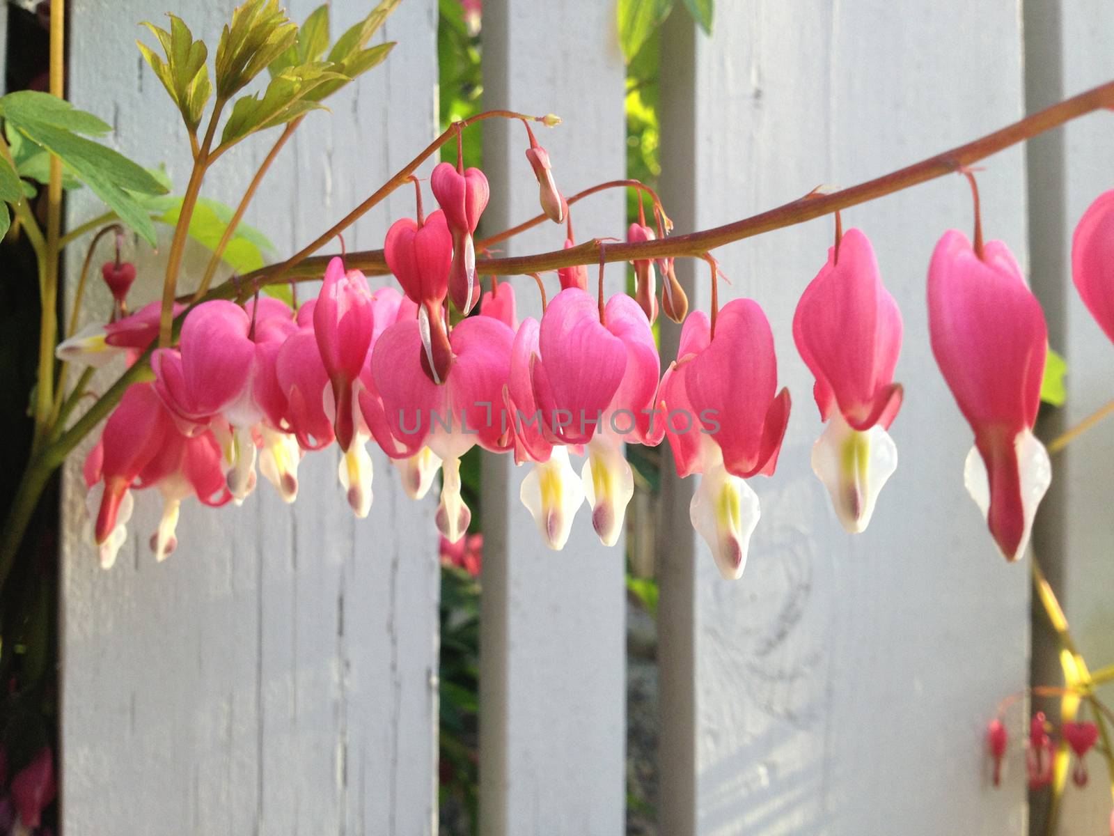 Pink and white bleeding heart flowers dangling in a row on a green branch