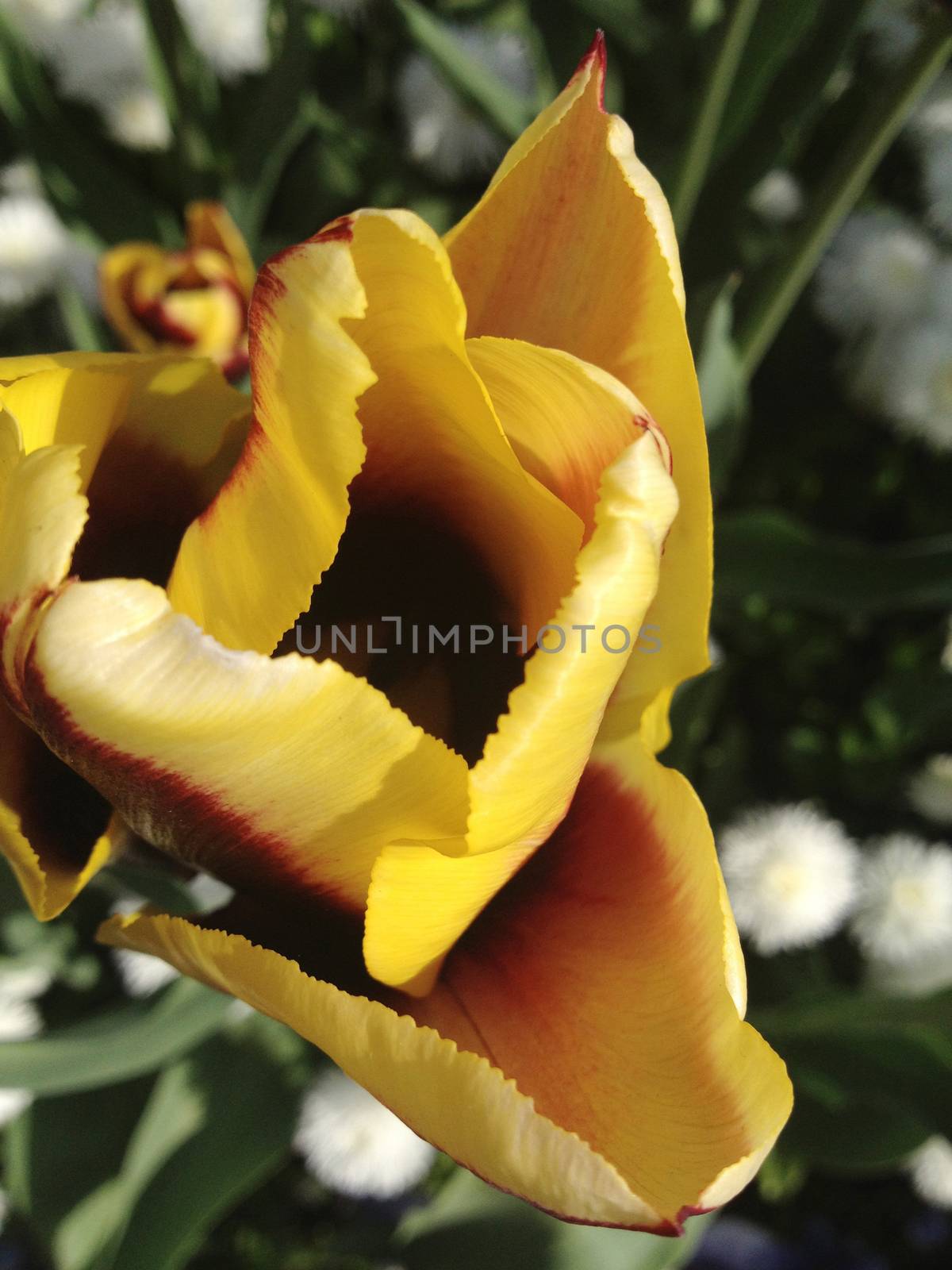 Yellow and red tulip flower partially opened 