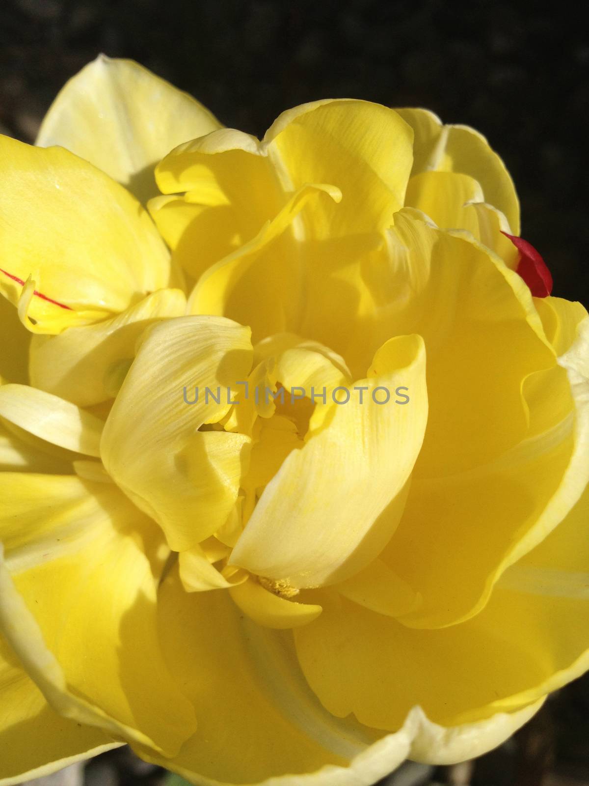 Extreme close up of a yellow tulip flower 