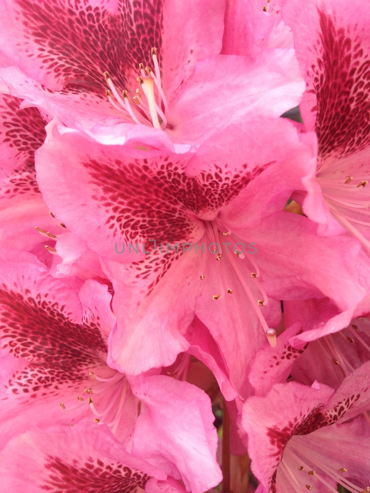 Light pink rhododendron flowers with darker pink leopard spot pattern