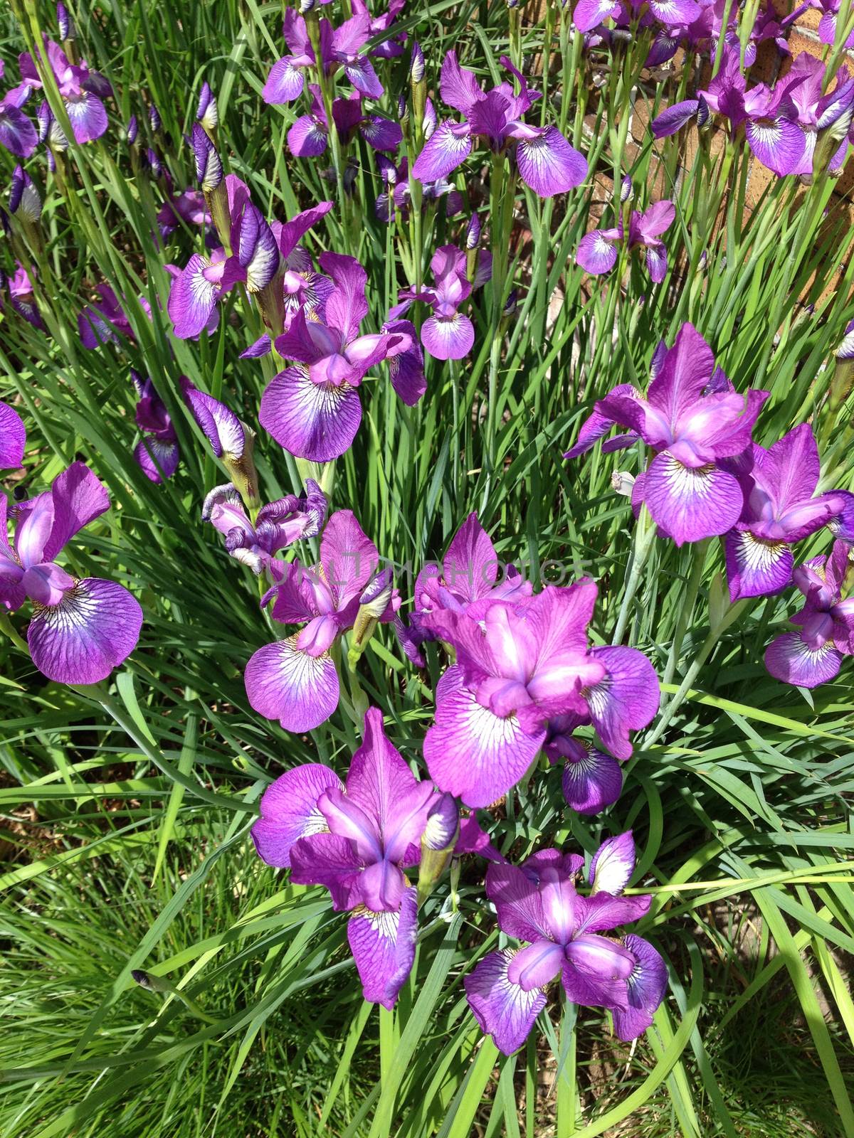 Irises by mmm