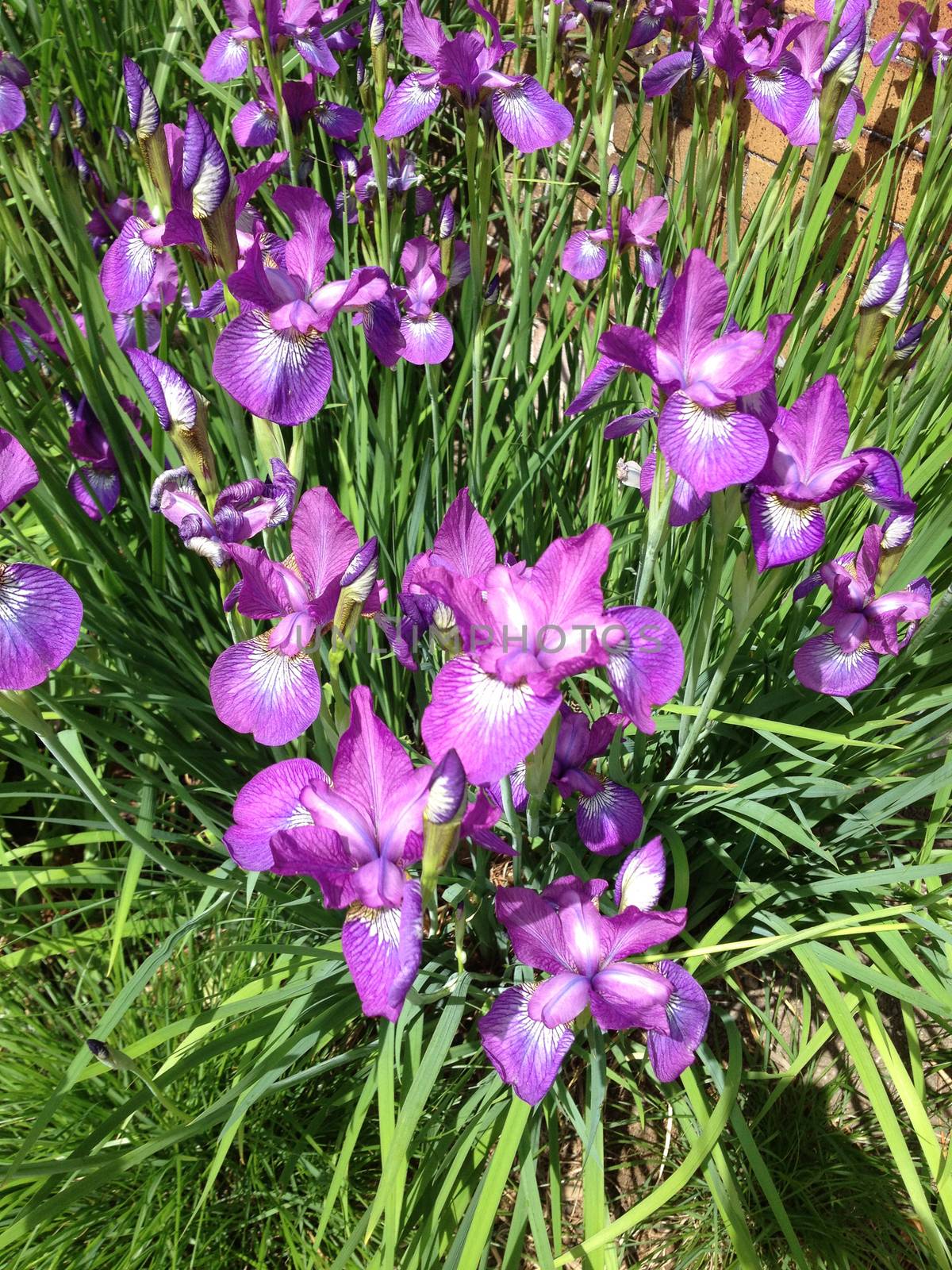 Purple Iris flowers in full bloom on the plant in nature